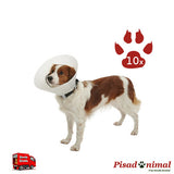 Collar isabelino Buster Classic 10 unidades de Kruuse