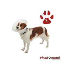 7 Unidades de collar isabelino Buster Classic de Kruuse