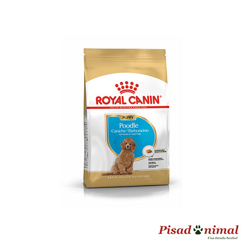 Pienso Royal Canin Poodle Puppy para cachorros de caniche