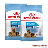 ROYAL CANIN MAXI STARTER Pienso para Cachorros de Raza Grande (Hasta 2 Meses) y Madres Gestantes